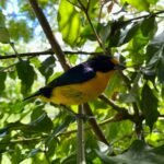 a bird sitting on a branch in a tree